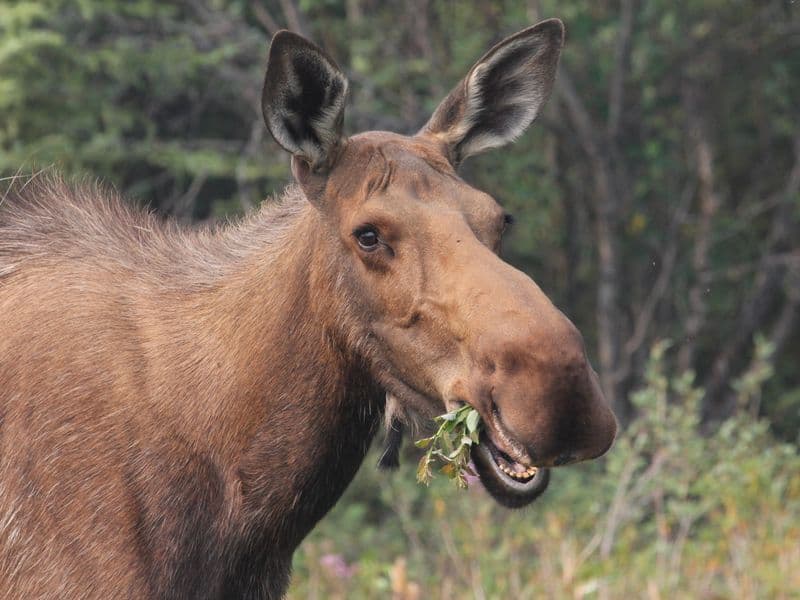 Moose, cooked