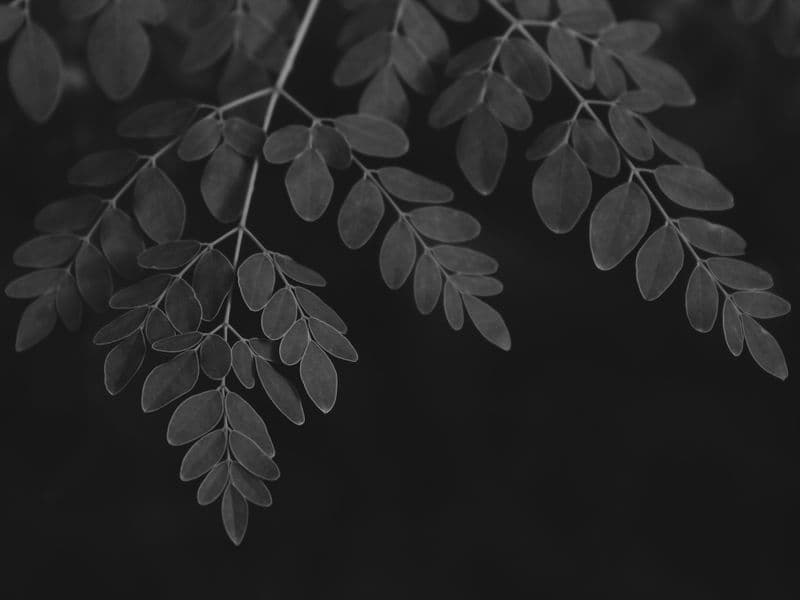 Moringa leaves, cooked