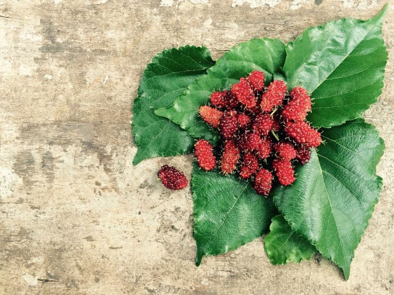 Mulberries, raw