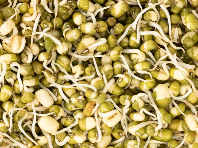 Mung bean sprouts, raw