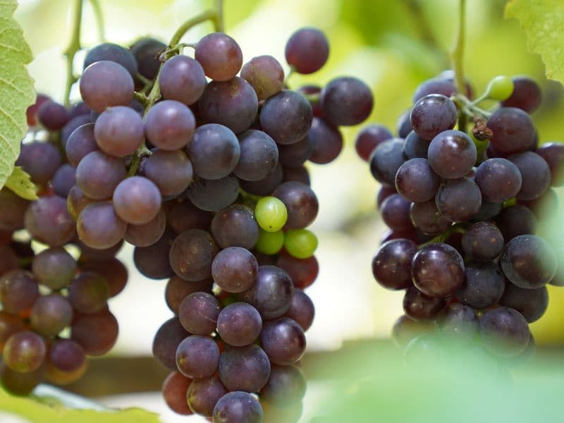 Muscadine grapes, raw