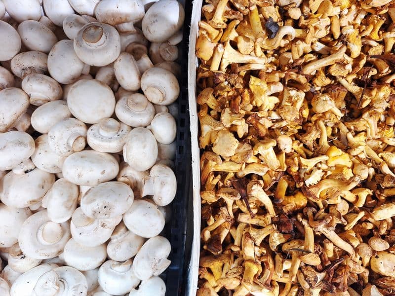Mushrooms, raw