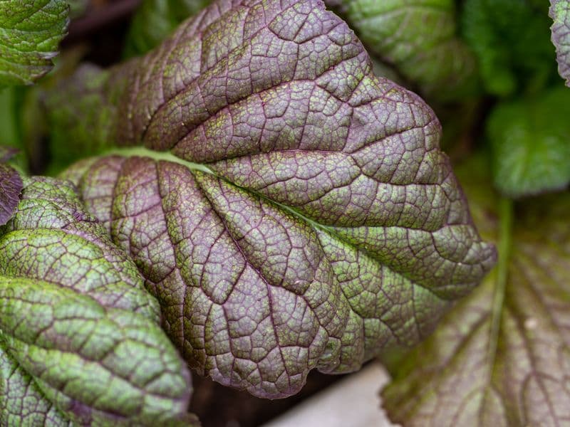 Mustard greens, cooked