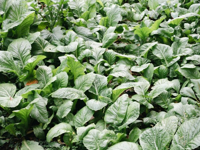 Mustard spinach (tendergreen), cooked