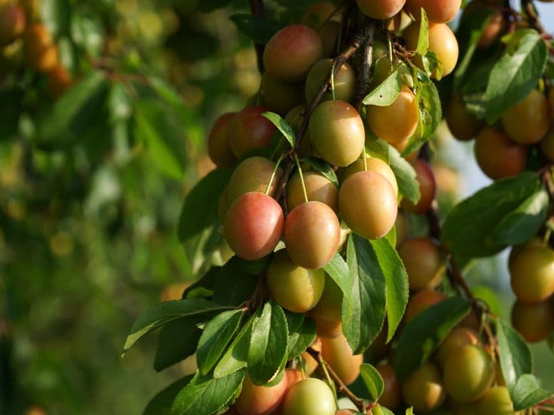 Natal plum (carissa), raw