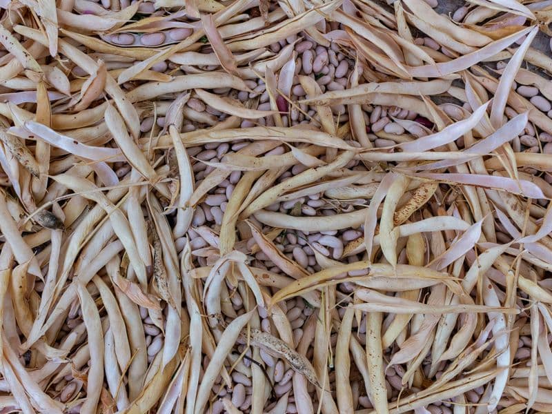 Navy beans, canned