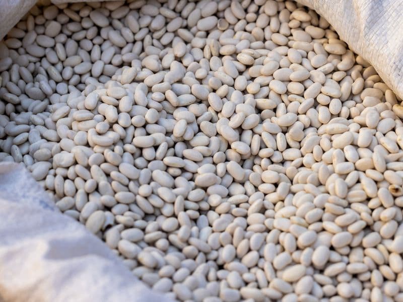 Navy beans, cooked