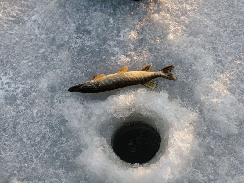 Northern pike, cooked