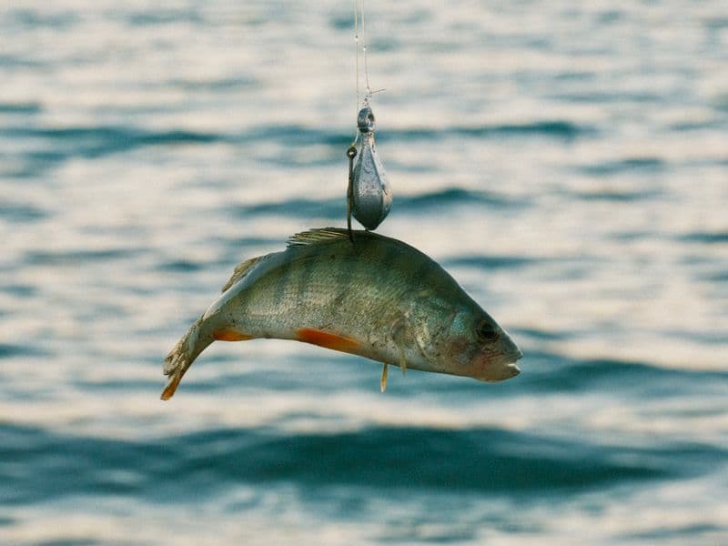 Ocean perch, cooked