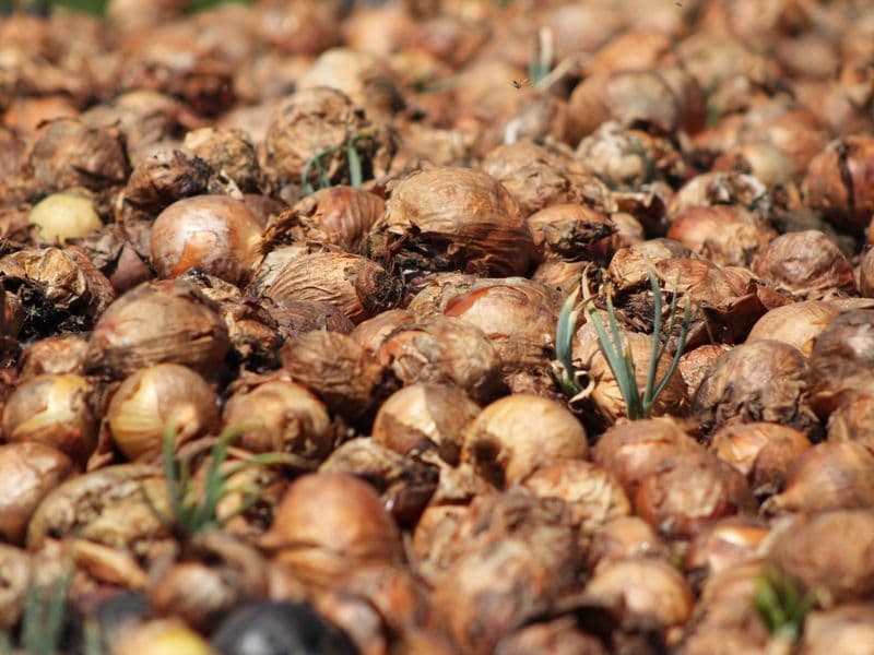 Onions, frozen, cooked