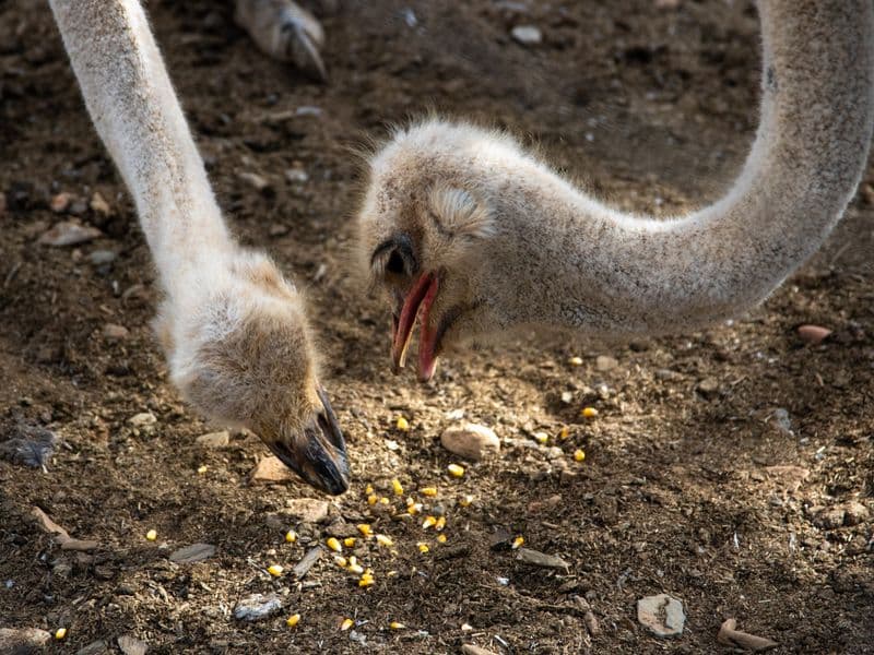 Ostrich, cooked
