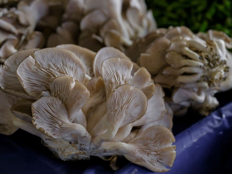 Oyster mushroom, raw