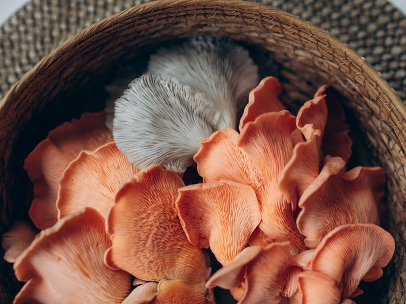 Oyster mushrooms, raw
