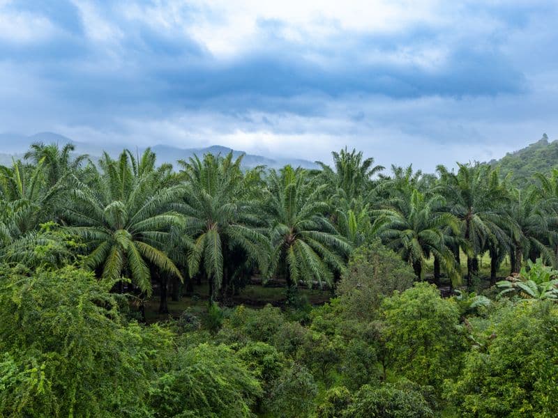 Palm kernel oil