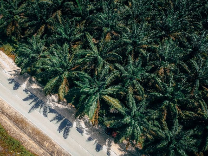 Palm oil
