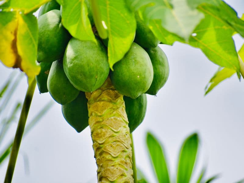 Papaya, raw
