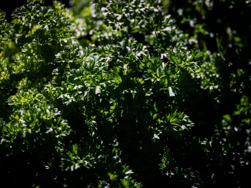 Parsley, dried