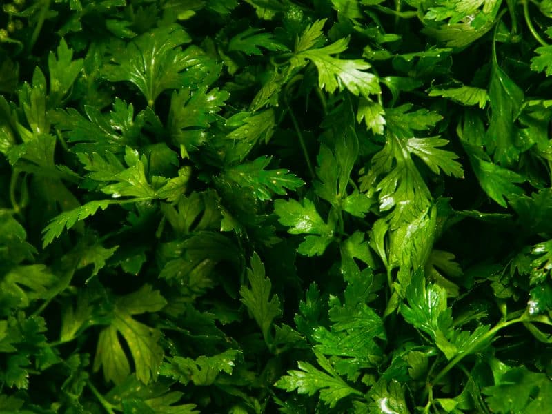 Parsley, fresh
