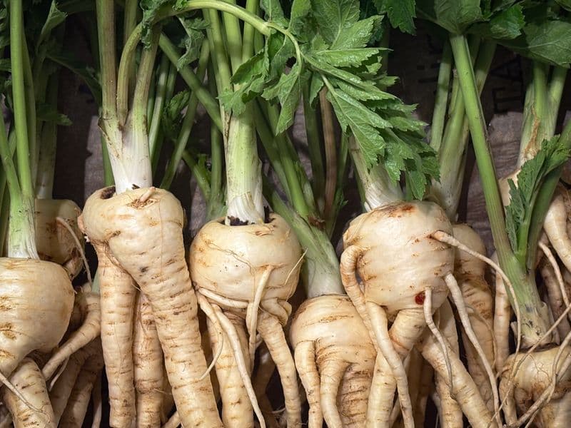 Parsnips, raw