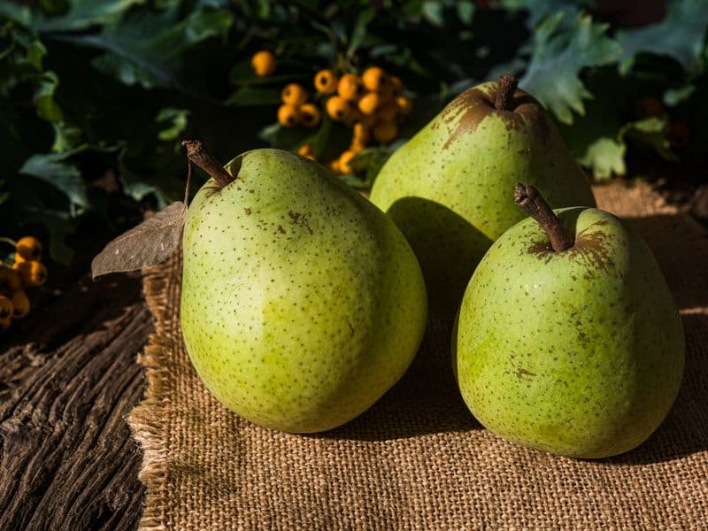 Pear, raw