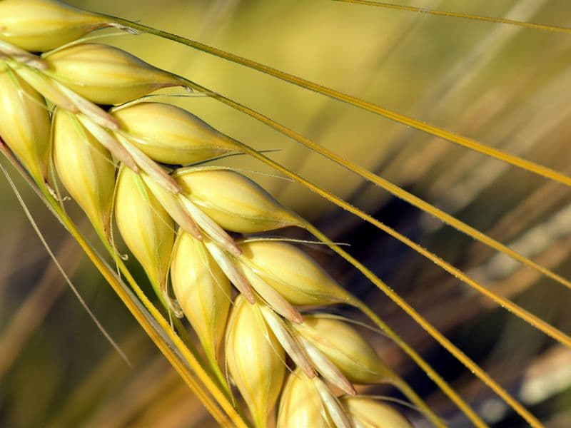 Pearled barley, raw