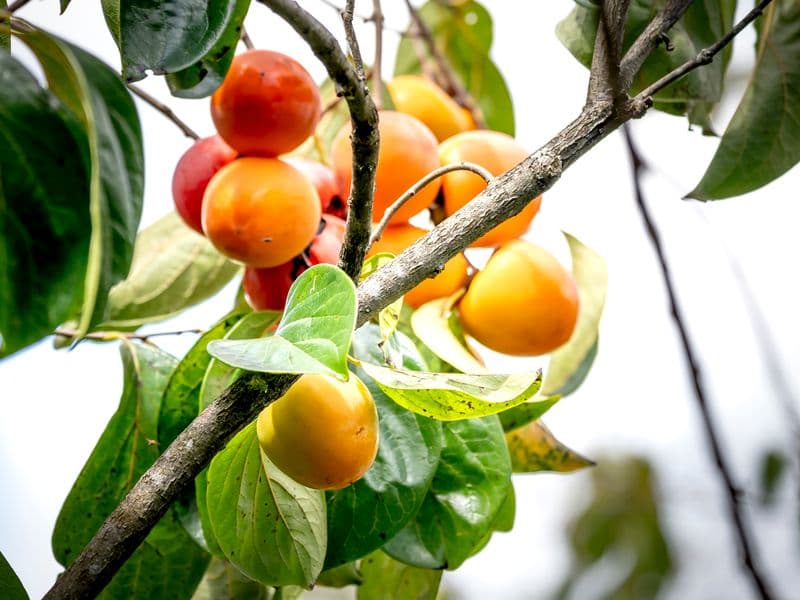 Persimmon, raw