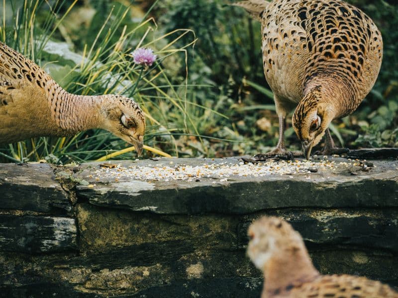 Pheasant, cooked