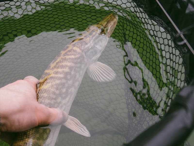 Pike, cooked