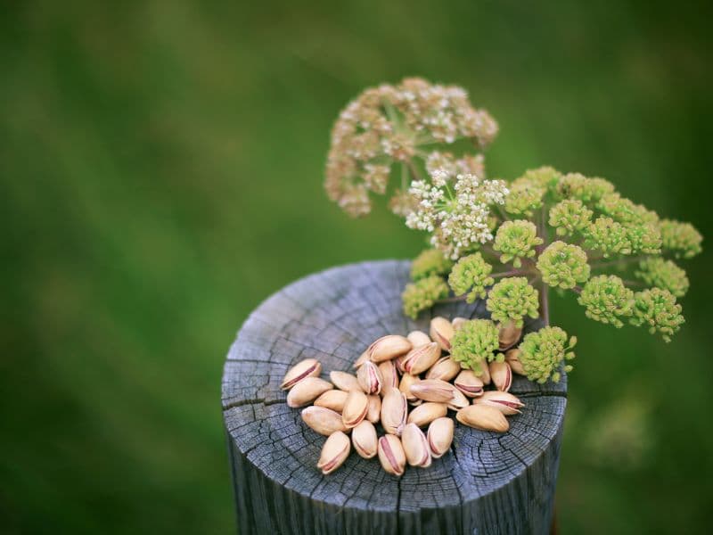 Pistachios, raw