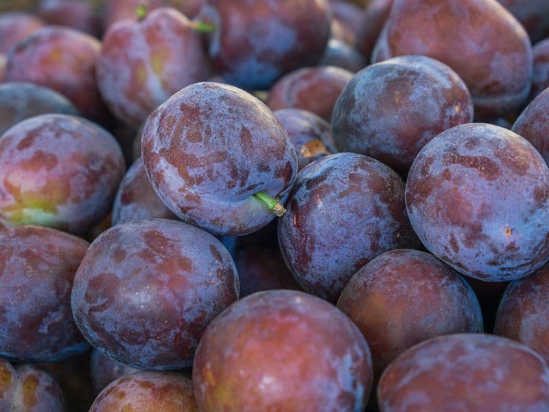 Plums, canned in juice