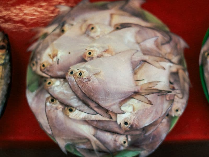 Pompano, cooked