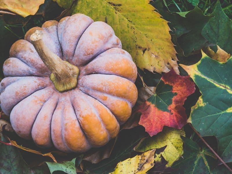 Pumpkin, canned