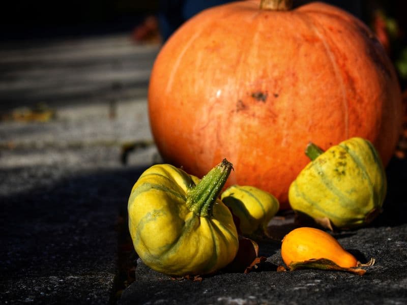 Pumpkin, cooked