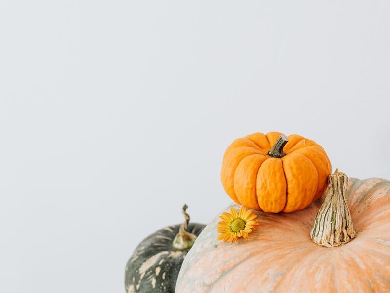 Pumpkin flowers, cooked