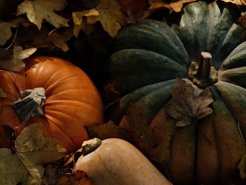Pumpkin leaves, cooked