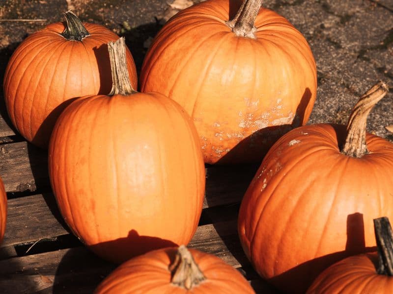 Pumpkin, raw