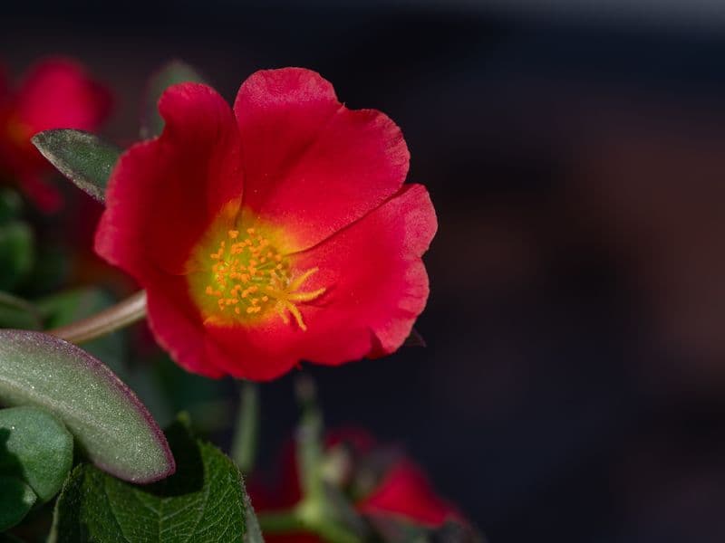 Purslane, raw