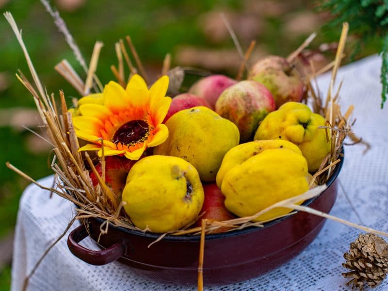 Quince, raw