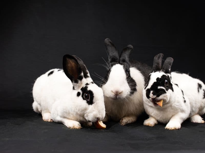 Rabbit, cooked