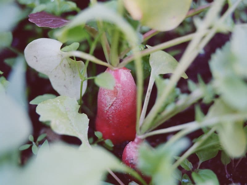 Radish, raw