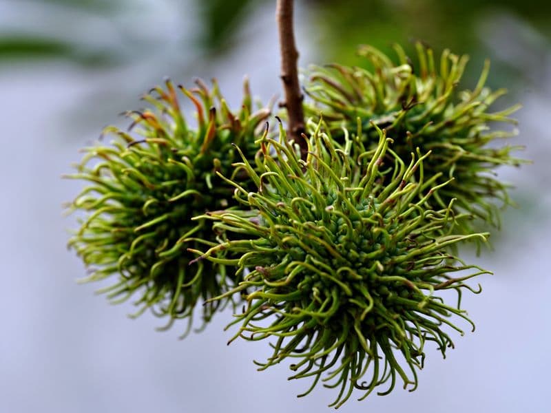 Rambutan, canned