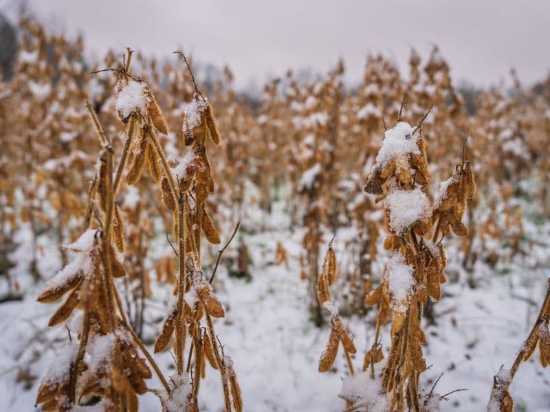 Soybeans, raw