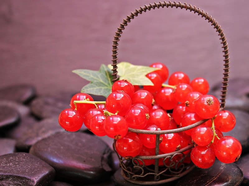 Red currants, raw