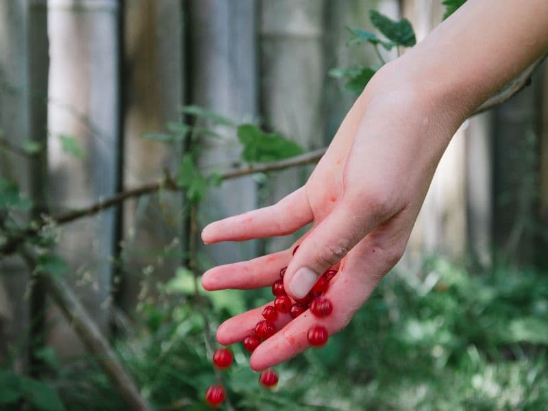 Redcurrant, raw