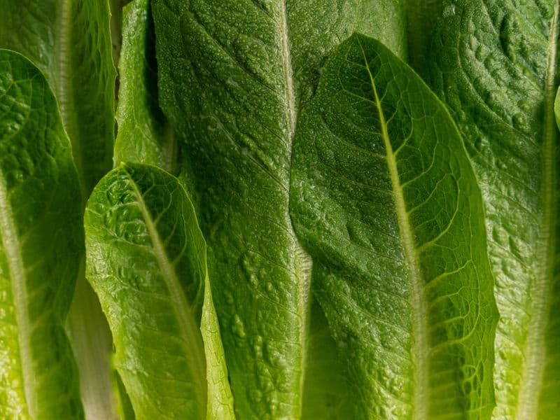 Romaine lettuce, raw