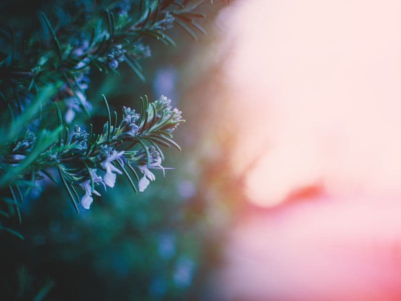 Rosemary, dried