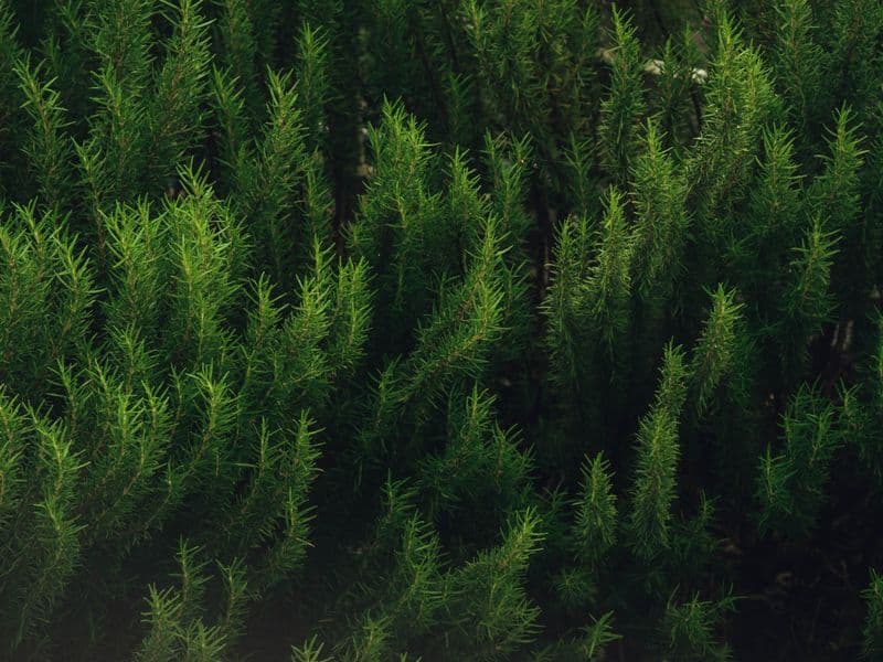 Rosemary, fresh