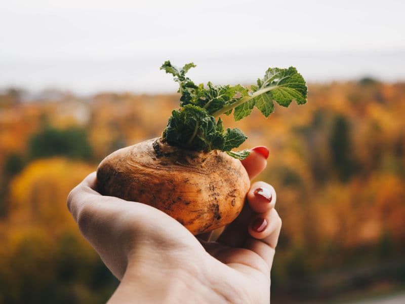 Rutabaga, raw
