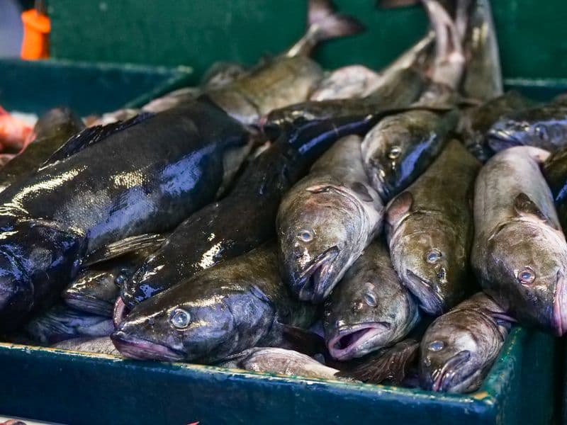 Sablefish, cooked
