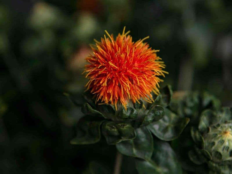 Safflower oil